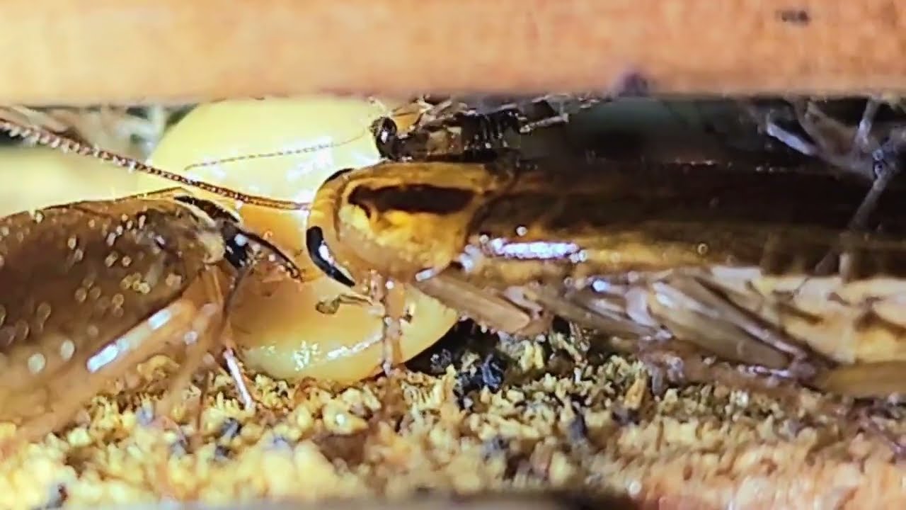 Effective Strategies To Control Cockroaches by Lakewood Exterminating | LakewoodExterminating.com