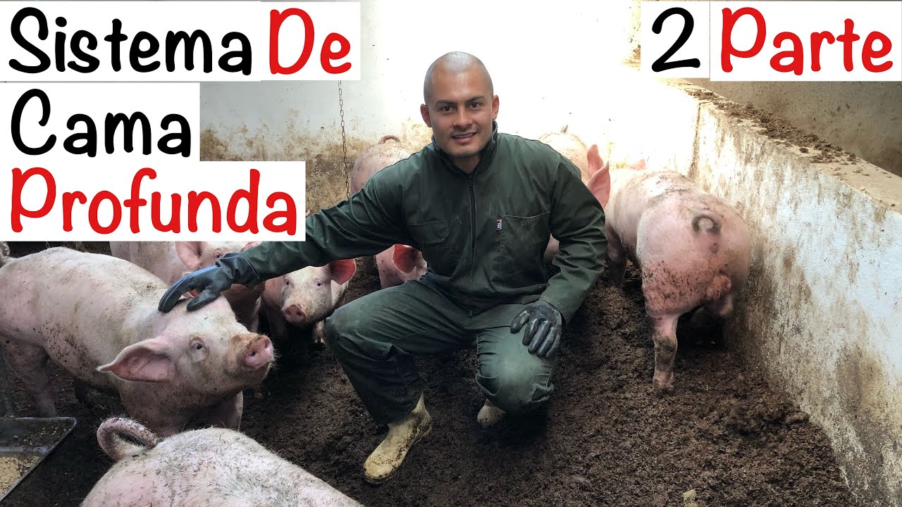 SISTEMA CAMA PROFUNDA 🐷🐷 PARTE 2 --CAPITULO 8.2 -- ENGORDE DE CERDOS