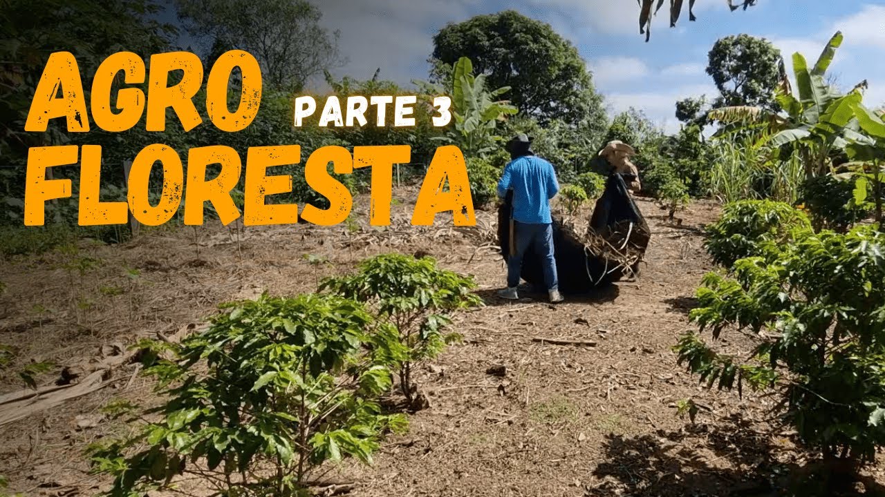 12 | Uma agrogloresta na ch&aacute;cara - Parte 3