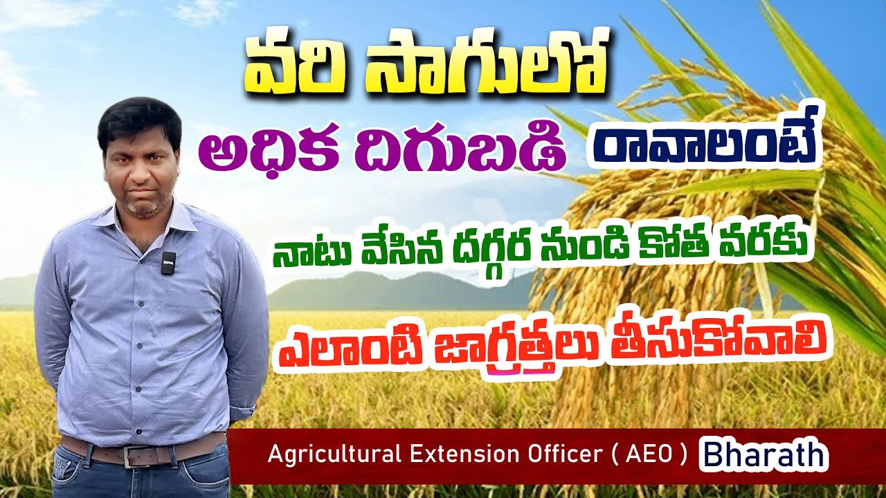వరి సాగులో అధిక దిగుబడి రావాలంటే నాటు వేసిన దగ్గర నుండి కోత వరకు ఎలాంటి జాగ్రత్తలు తీసుకోవాలి