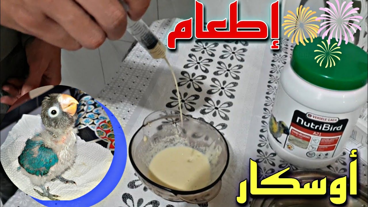 إشتريت فيشر صغير أوسكار 😍 وفيشر لاتينو عين حمراء🐥