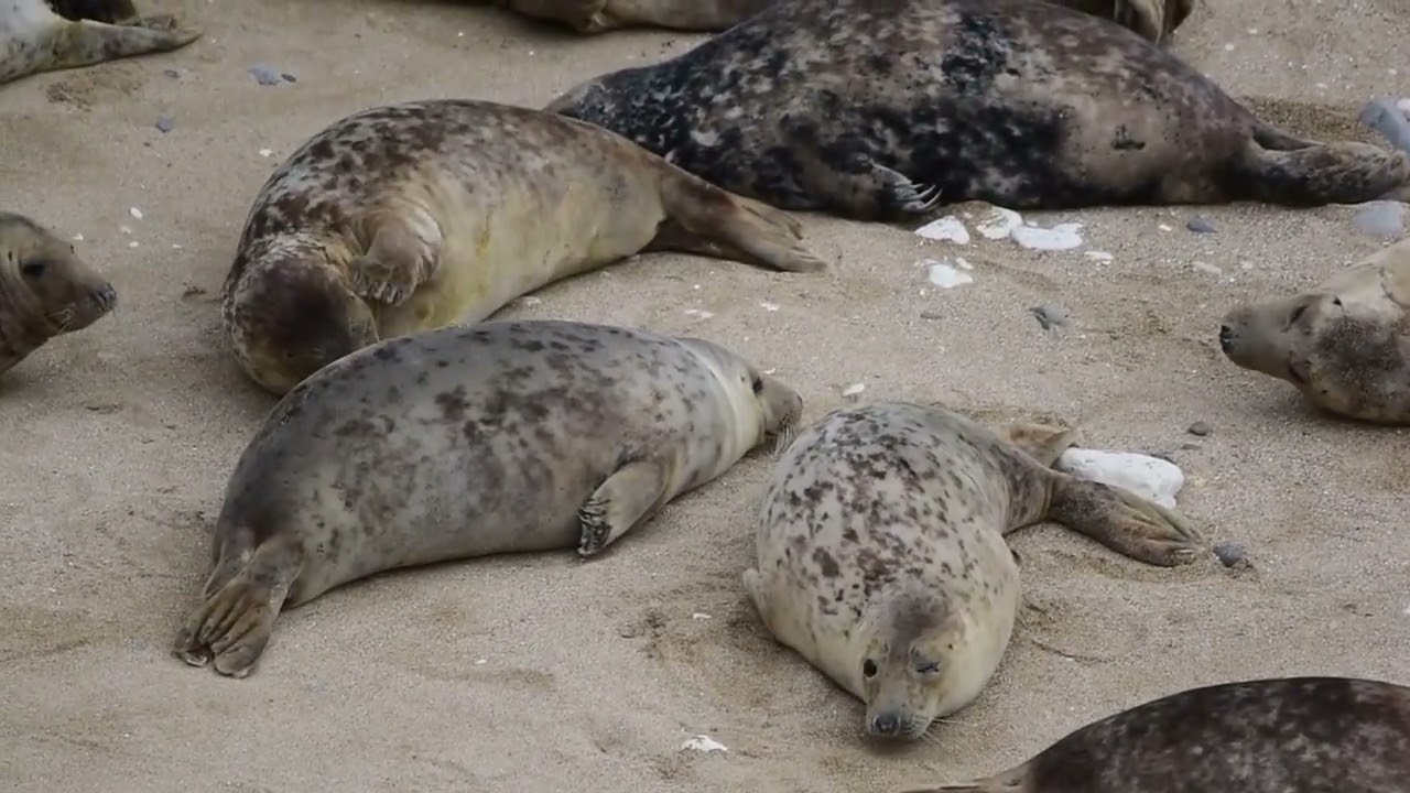 Flamborough Head Seals (300+)