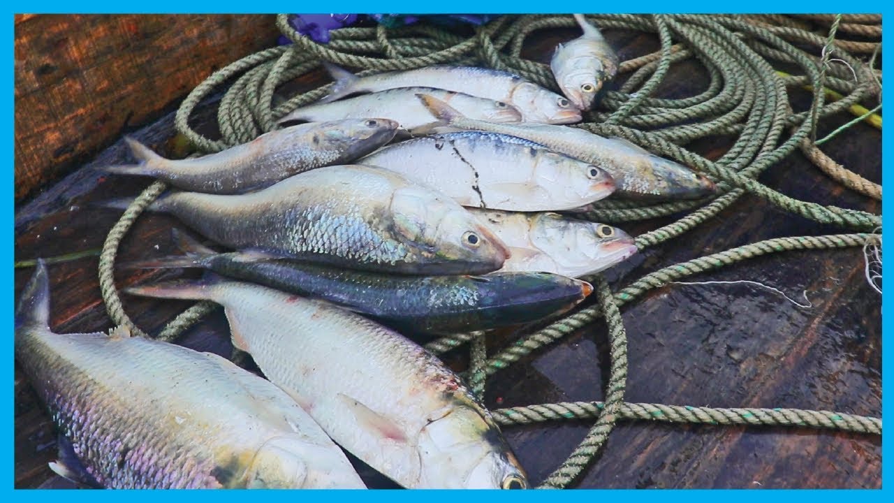 Amazing Fast Hilsa Fishing Skill (PART 55) - Catching Hilsa Fish Big on the River
