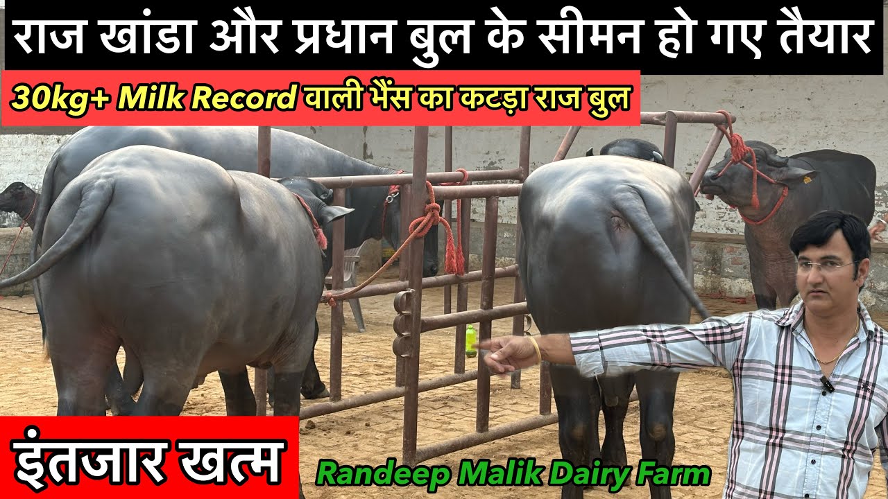 30kg+ मिल्क रिकॉर्ड वाली माँ का बेटा राज बुल! प्रधान और राज खांडा बुल के सीमन हुए तैयार!📞9817131733