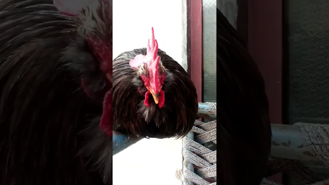 #black bentum #hens#youtube #shots #viral