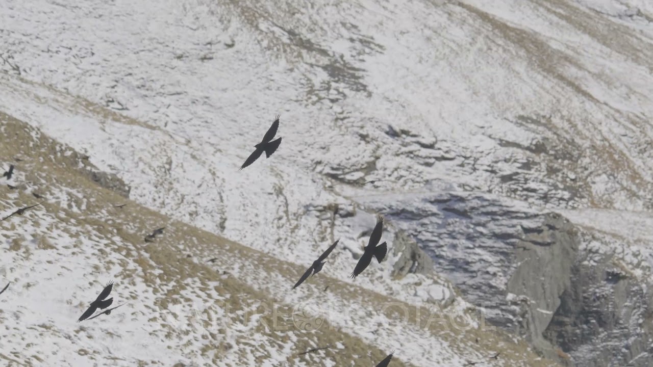 Alpine Chough flying in the Alps, 4k, wildlife, birds, group, slow motion