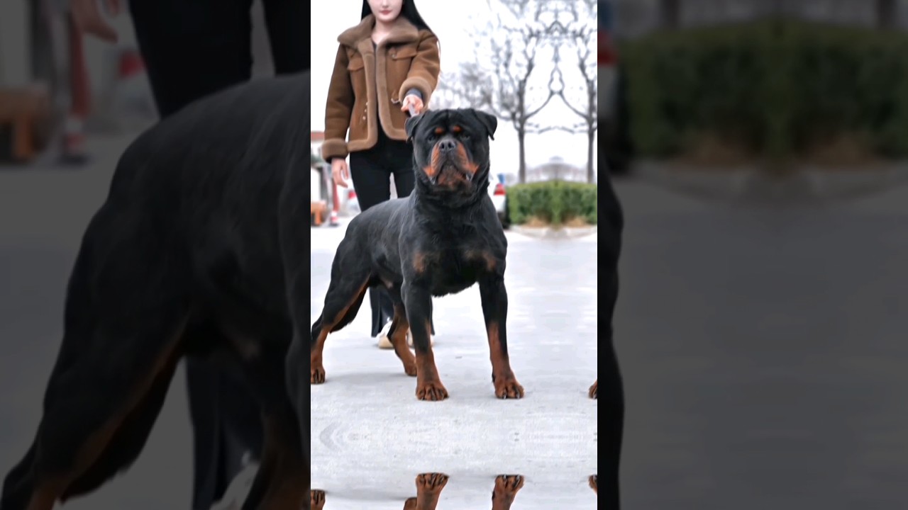 Rottweile puppy popular puppy 🐶 Dangerous dogs breeds in the world 👹 #rottweiler #puppy