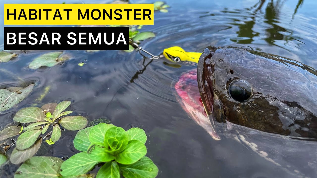 INI DIA SPOT YANG DI CARI2 PEMANCING IKAN GABUS‼️ISINYA BABON-BABON