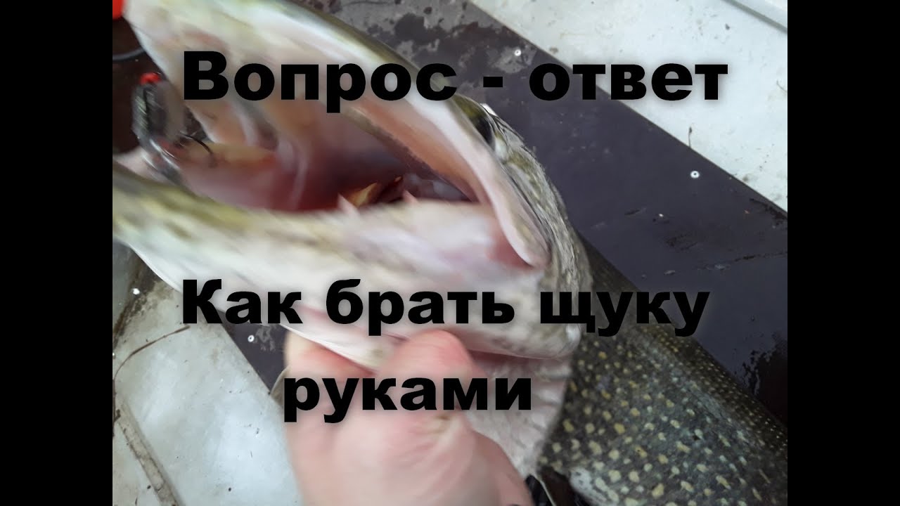 Ответы подписчикам. Как брать щуку руками.