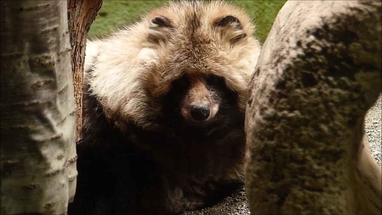 【円山動物園】エゾタヌキ　ポロリンさんの想い出。