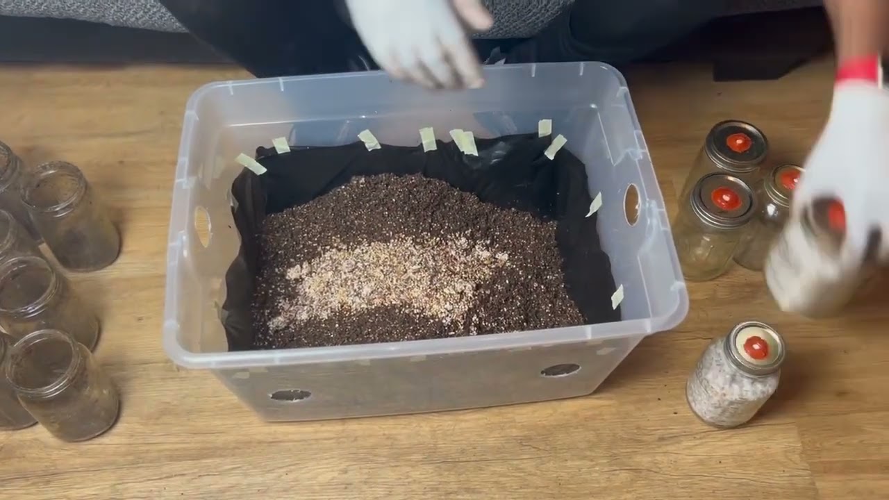 Growing Mushrooms: Combining Bulk Substrate and Grain
