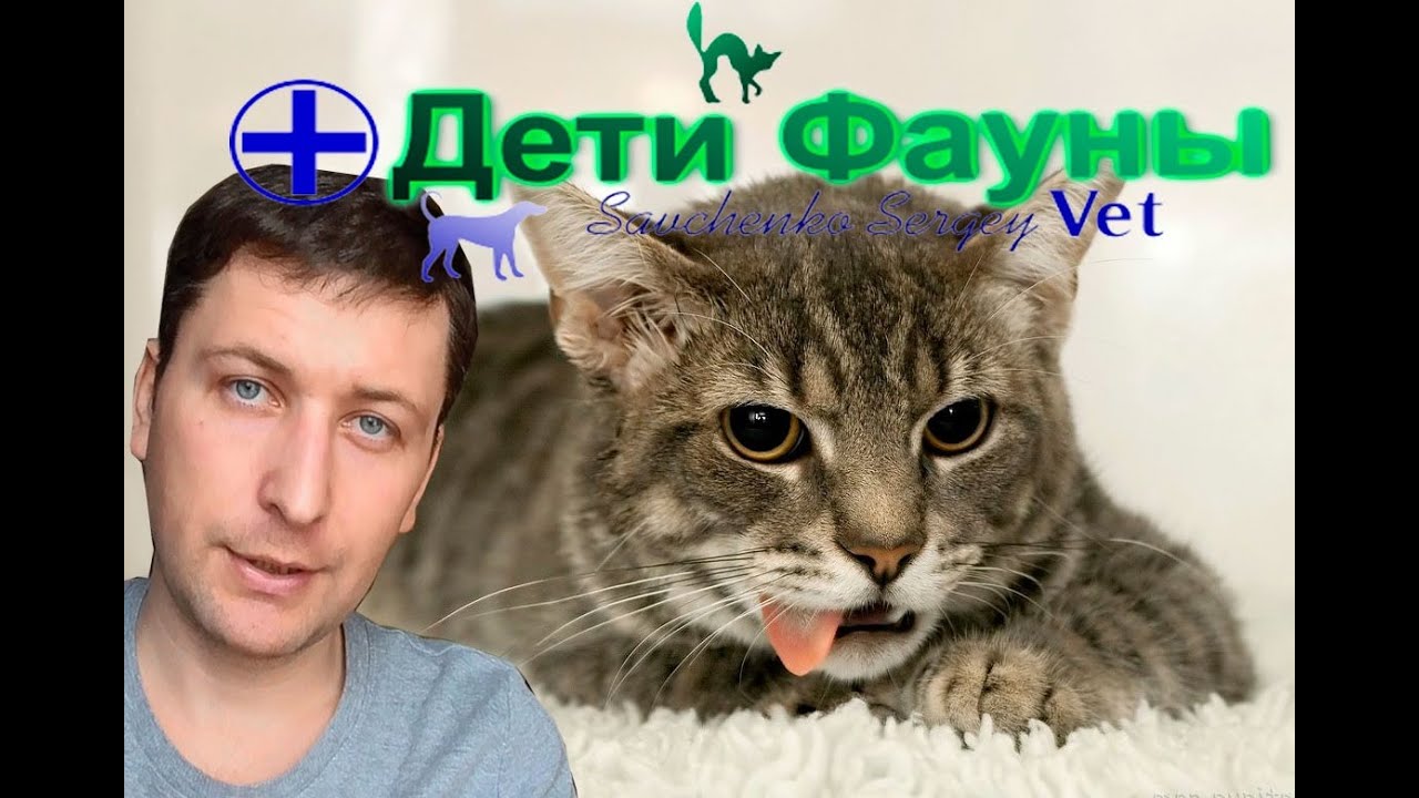 Кошку рвет. Рвота у кошки, основные причины, что делать. Советы ветеринара