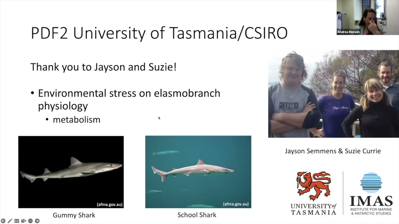 Understanding the Unique Physiology of Elasmobranchs for their Conservation by Andrea Morash