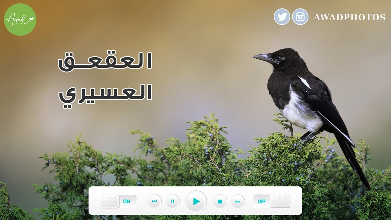 العقعق العسيري / Asir Magpie / Pica asirensis