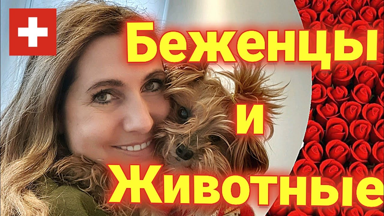 Ввоз домашних животных в Швейцарию| ВАЖНО!