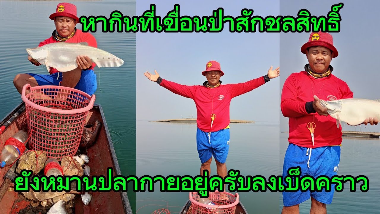 วันนี้ยังหมานอยู่นะครับลงเบ็ดราวเหยื่อปลาซิวแก้วมาลุ้นมาชมพร้อมๆกัน #หากินที่เขื่อนป่าสักชลสิทธิ์