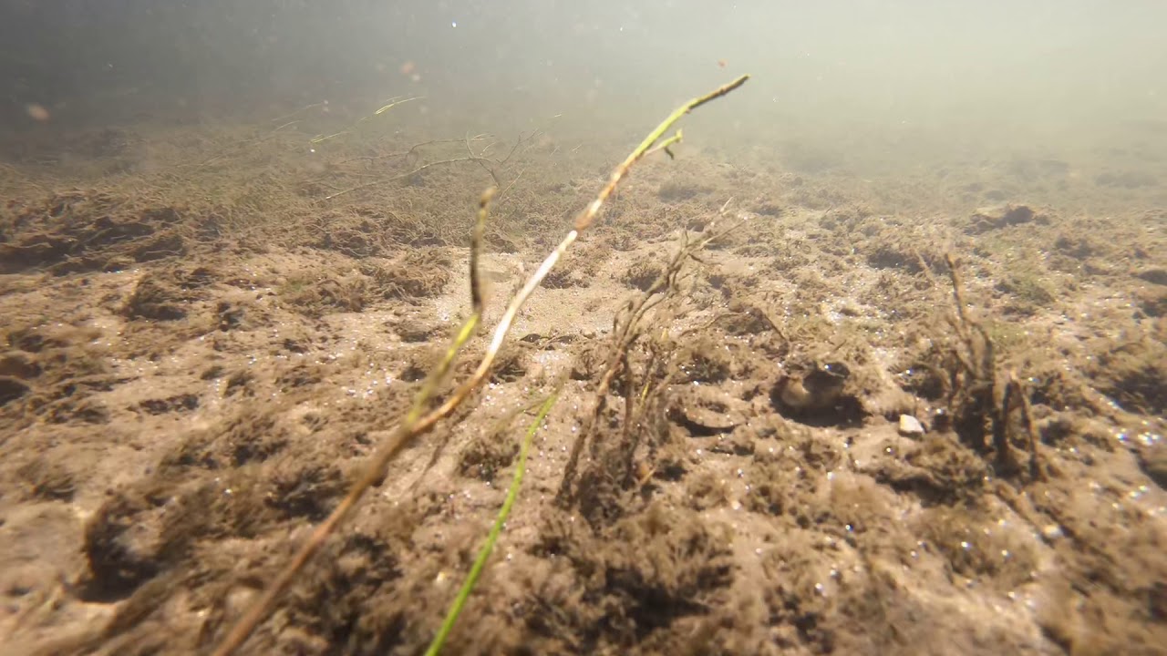 #Unterwasserwelt Lippe