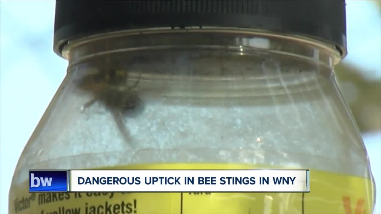 Yellow jackets attacking people.  Warnings for people with allergies