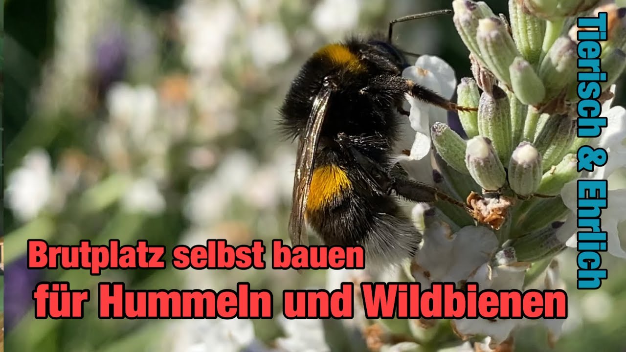Brutplatz für Wildbienen bauen / Tierisch & Ehrlich