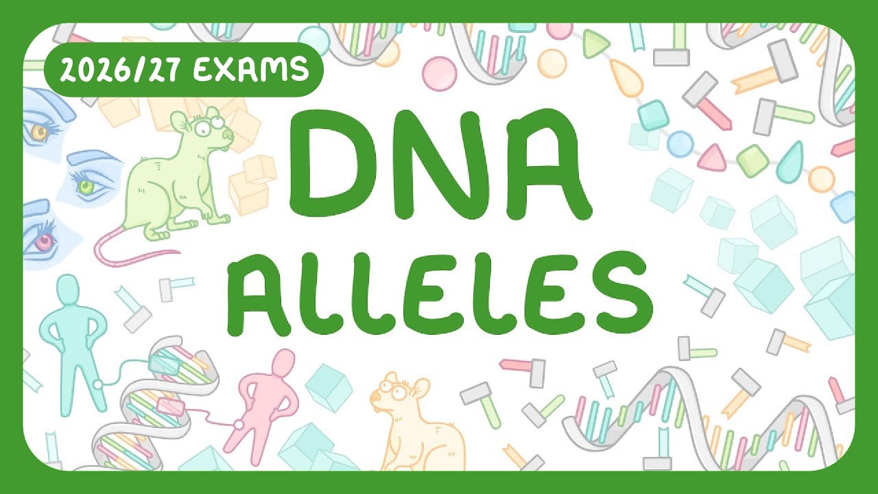 GCSE Biology - DNA Part 2 | Alleles | Phenotype vs Genotype (2026/27 exams)
