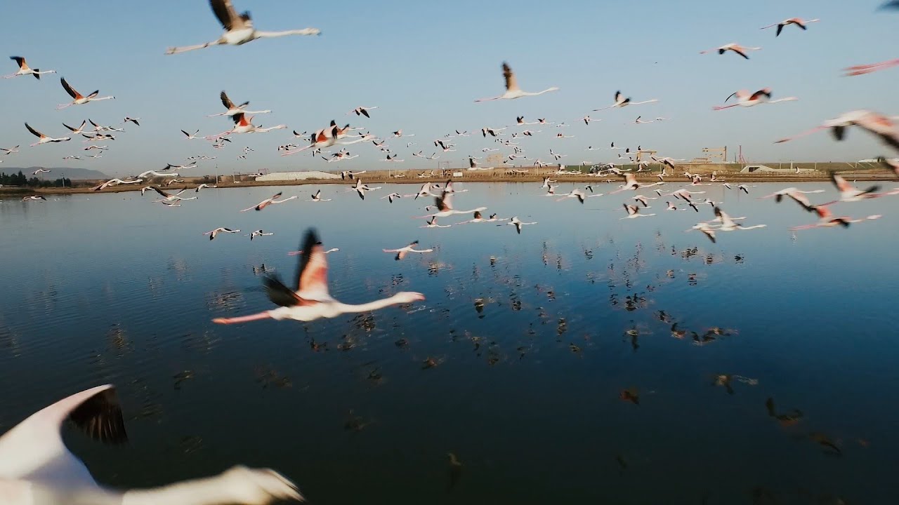 Flying with Flamingos