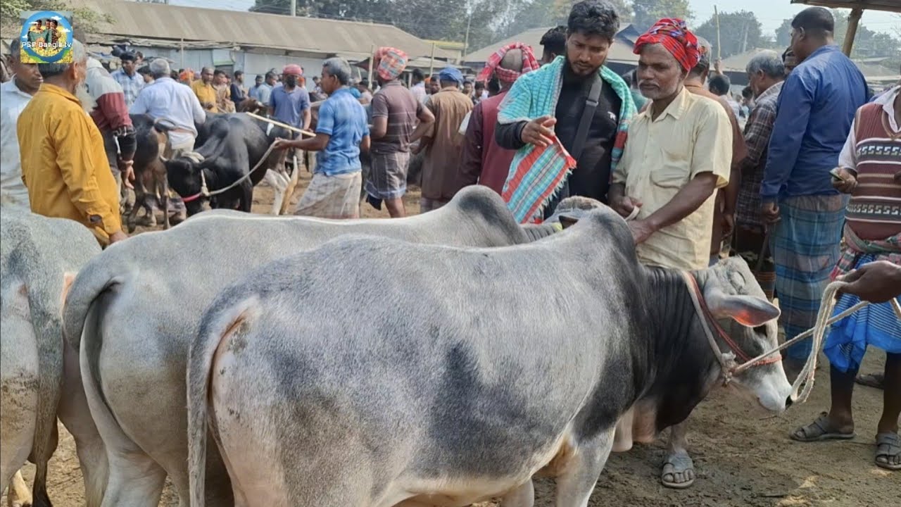 @ ৪/৩/২০২৬|| কুরবানির দেশি জাতের ষাঁড় গরুর দাম খোচাবাড়ী হাটে||