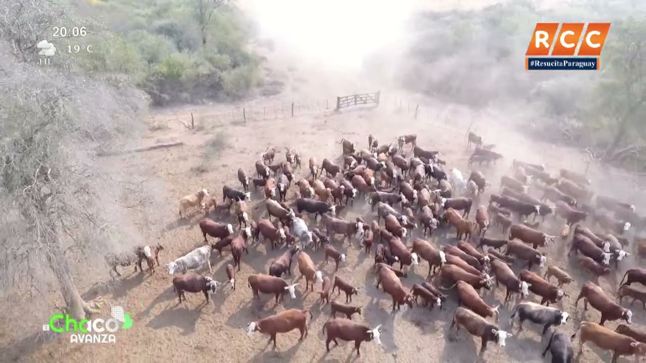 Producción de terneros y combinación de razas diferentes - Laguna Porã | El Chaco Avanza ✅