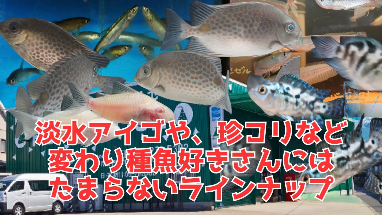 関西最大級のアクアリウムショップで淡水ゴマアイゴやカワイワシなど珍コリや変わり種魚好きさんにはたまらないラインナップ！熱帯魚コーナーの激レア魚情報を紹介