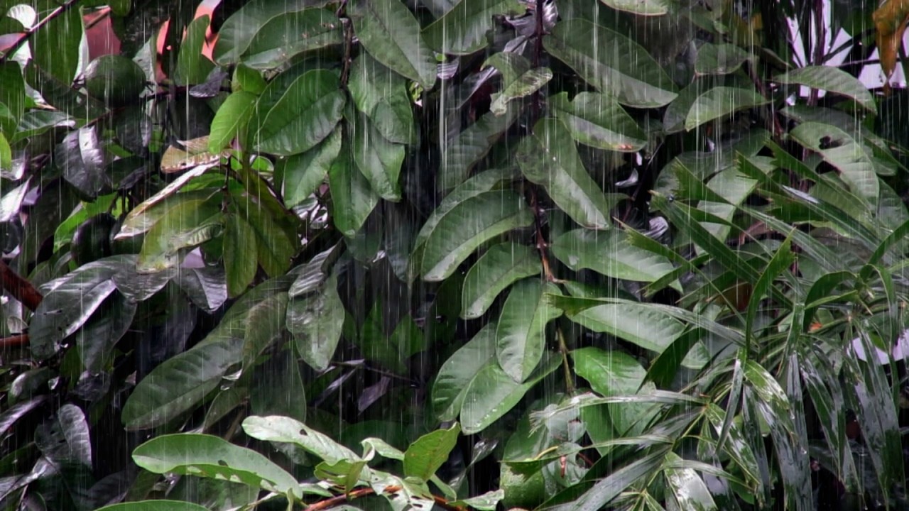 Rain Sounds for Sleeping No Thunder – Steady Pure Rain Ambience for Calm Relaxation and Deep Sleep