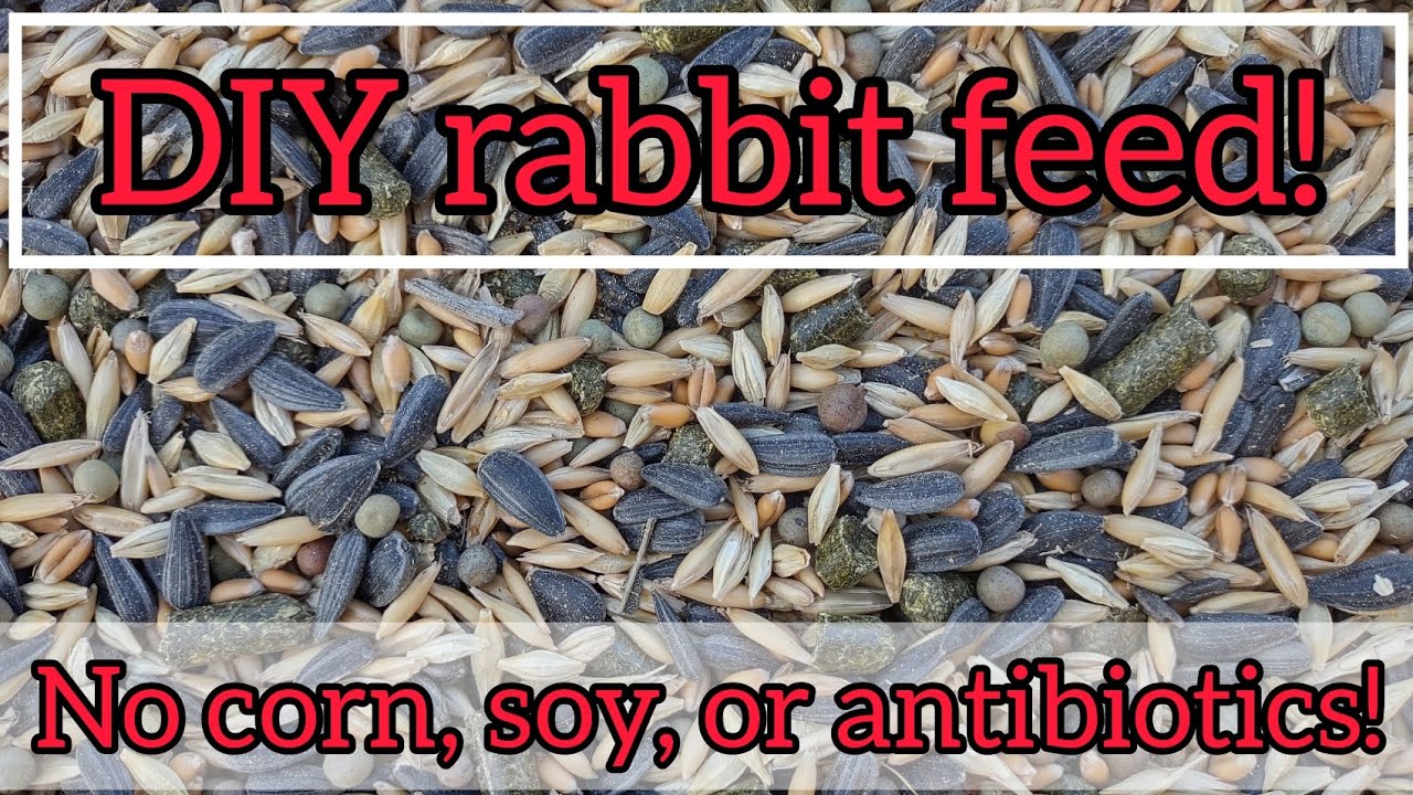 how to make your own Rabbit feed using these 6 grains and legumes! no corn, soy, or antibiotics!