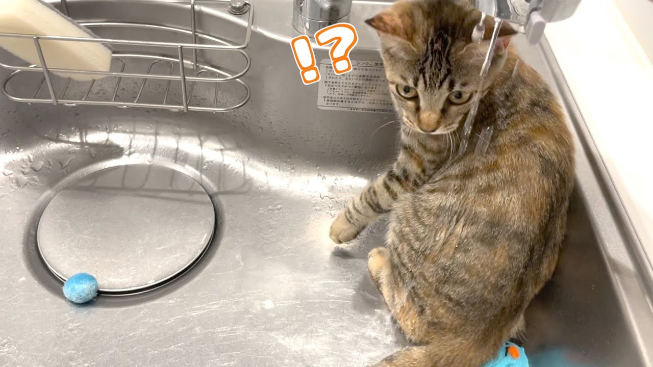 シンクに子猫が落ちていたので水浴びさせてみたらこうなったwww