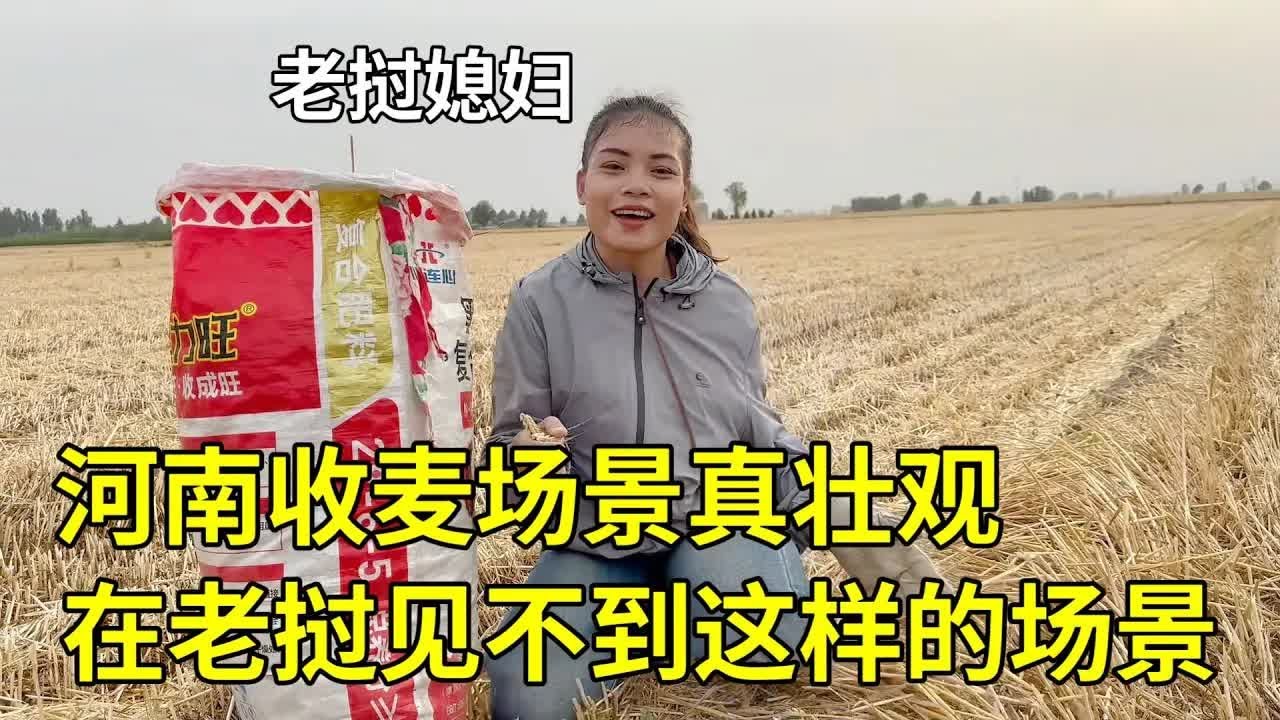 老挝媳妇懂粮食不易，帮奶奶收麦子