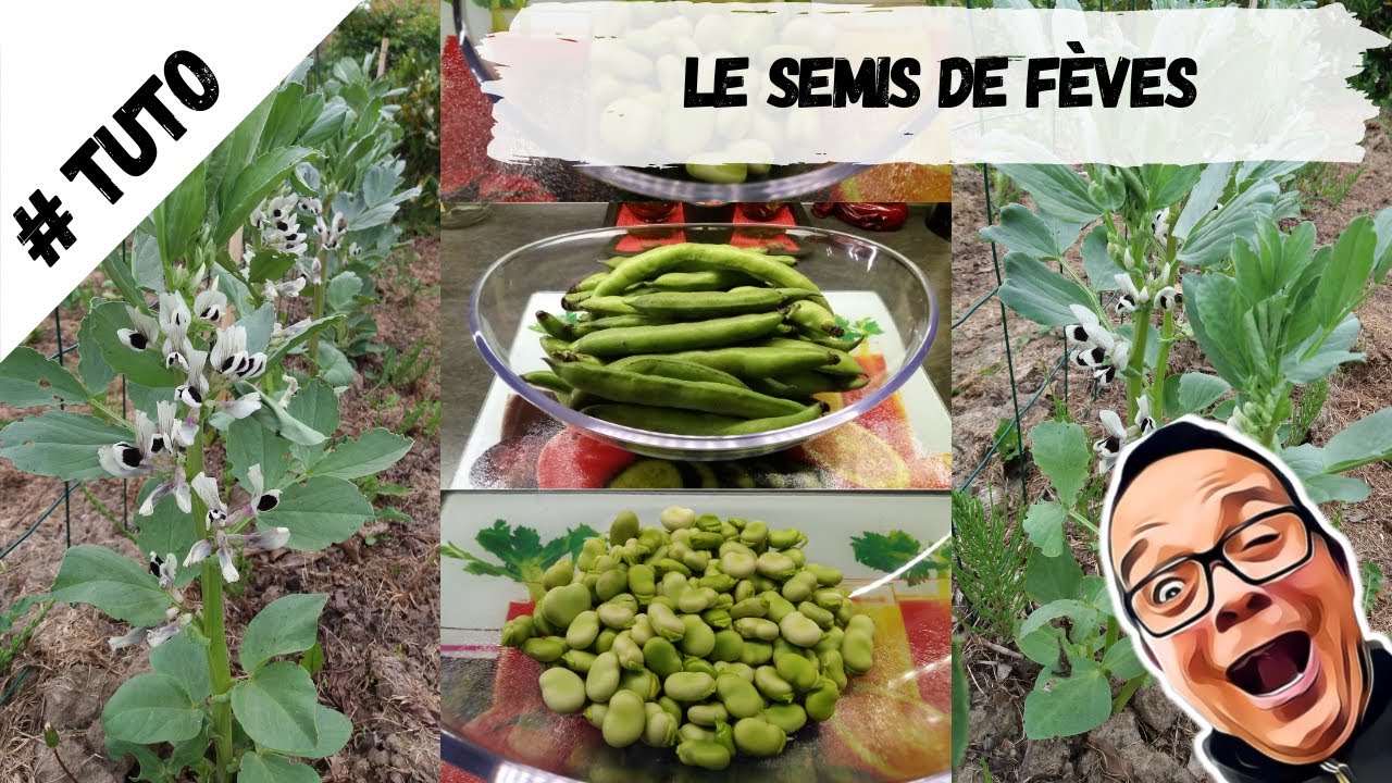 Le Semis des F&egrave;ves