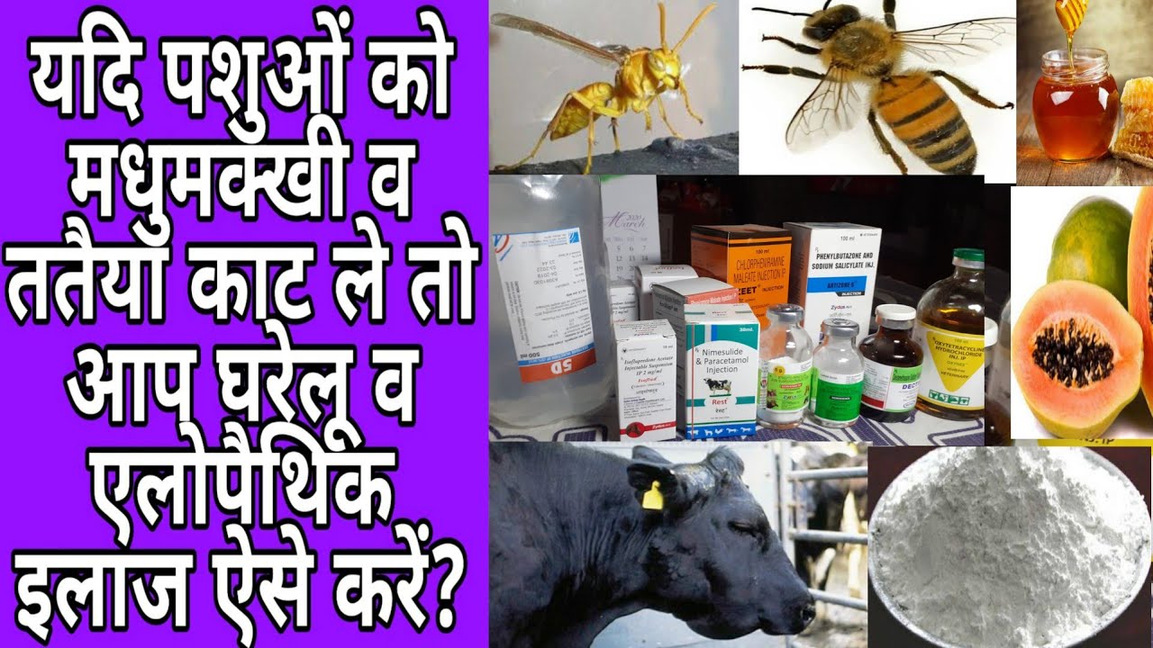 यदि पशुओं को मधुमक्खी(honey bee)व ततैया काट ले तो आप घरेलू व एलोपैथिक इलाज कैसे करें?