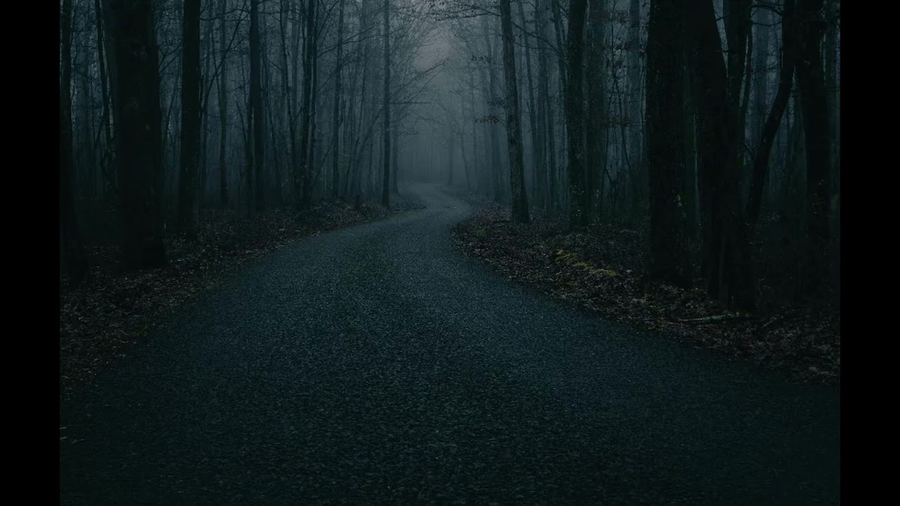 nuit polaire - rainforest