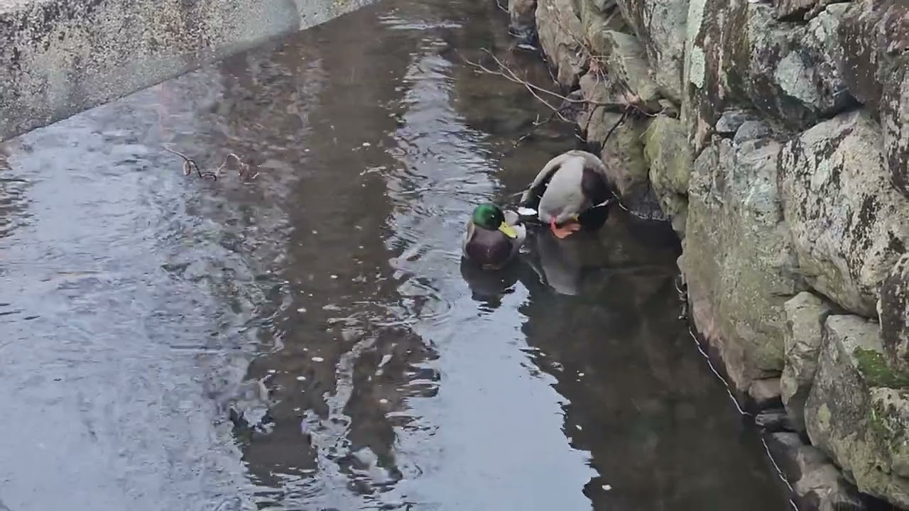 Mallards of Mill Brook