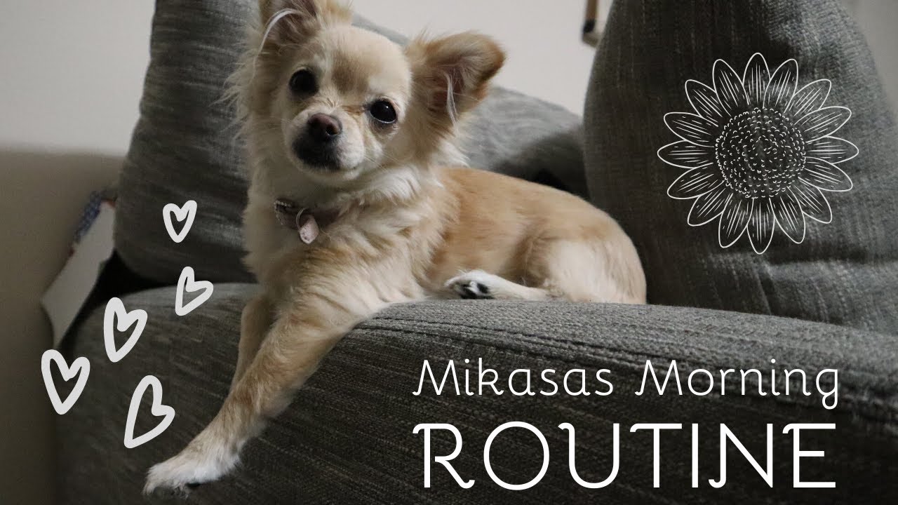 DOG MORNING ROUTINE | CHIHUAHUA PUPPY