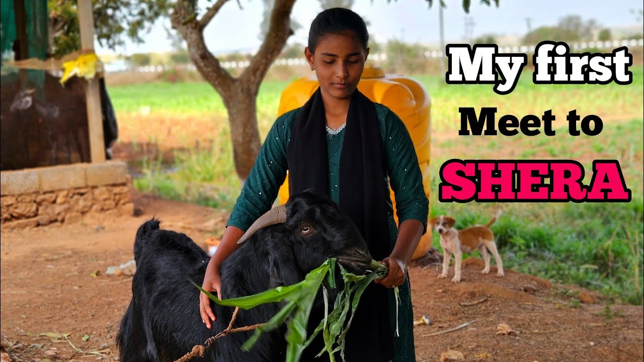My first meat to SHERA 🥰❤️ Zoha dharwad 