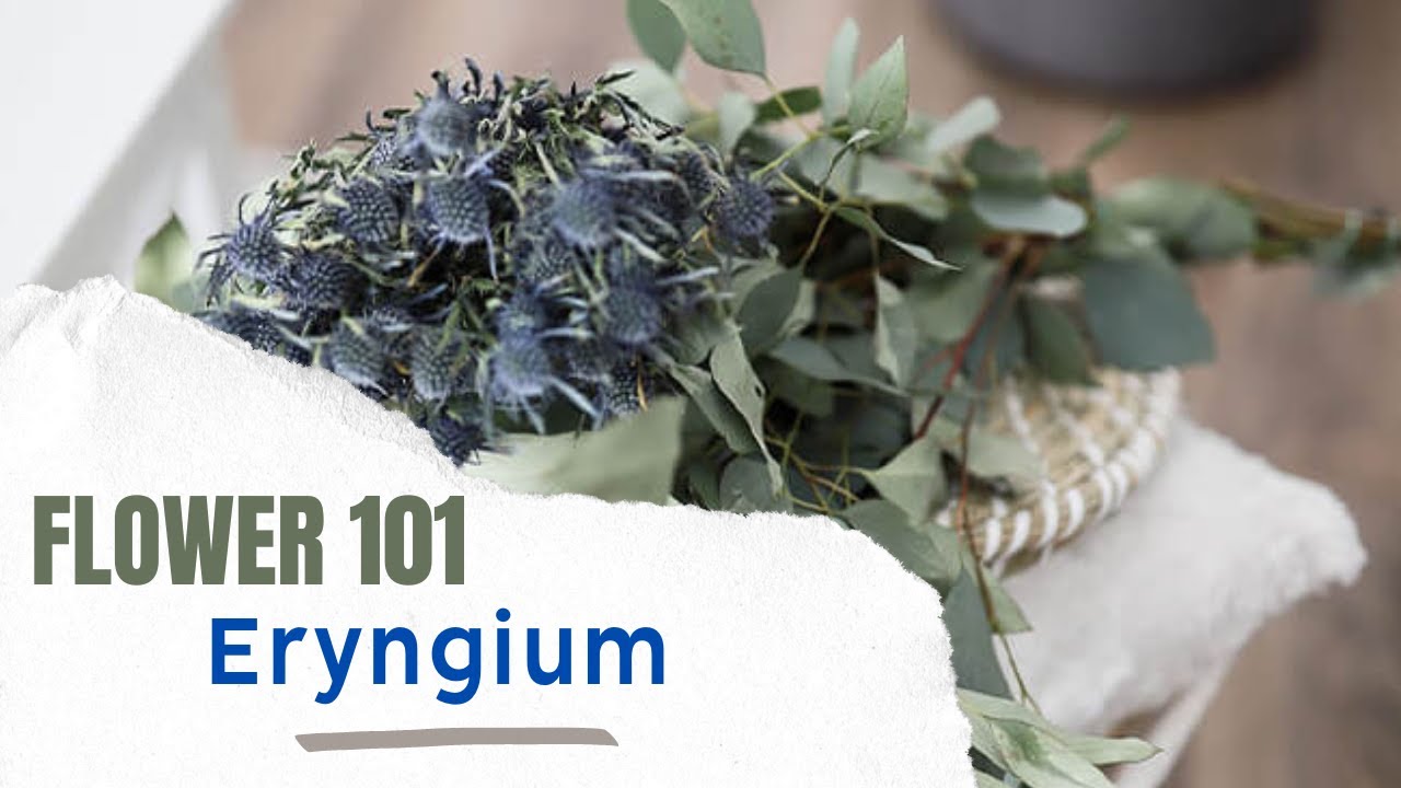 Let&rsquo;s chat about eryngium - product video