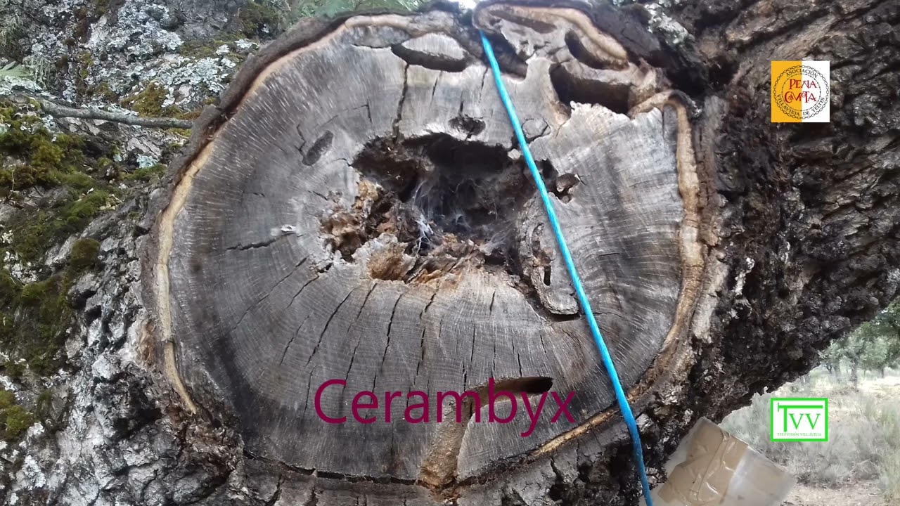 ACTIVIDAD DE LA PEÑA GAVIOTA