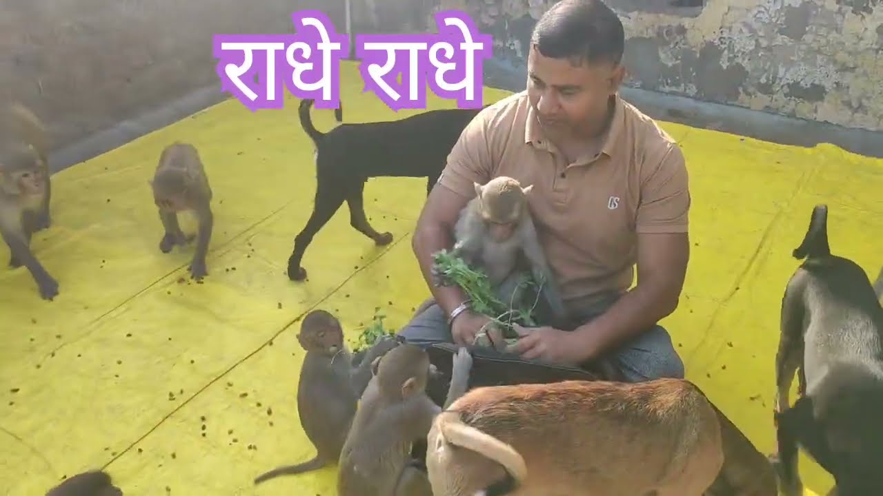 27/02/26 सुबह वनार सेना प्रसादी की झलकियां #shortvideo #viralvideo #monkeyvideo #cuteanimals #hindu