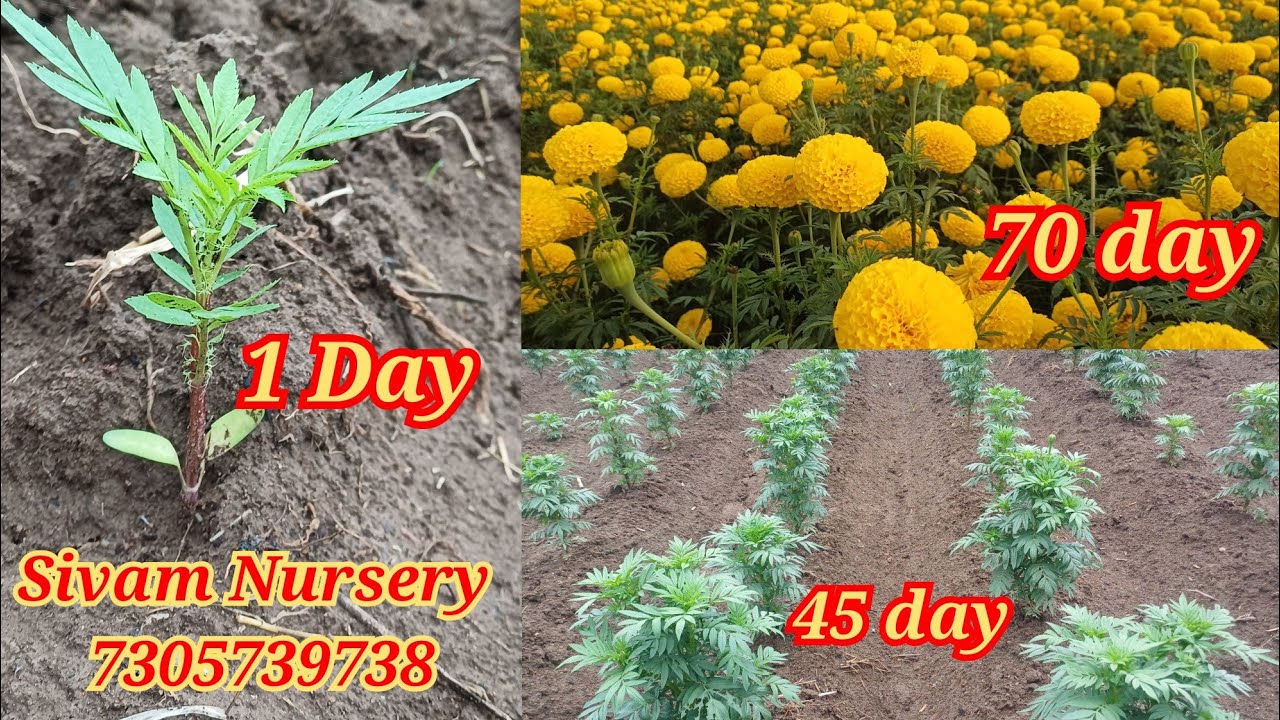 சாமந்தி பூ வளர்ப்பு | 7305739738 | Samanthi poo valarppu | Marigold flower cultivation in tamil