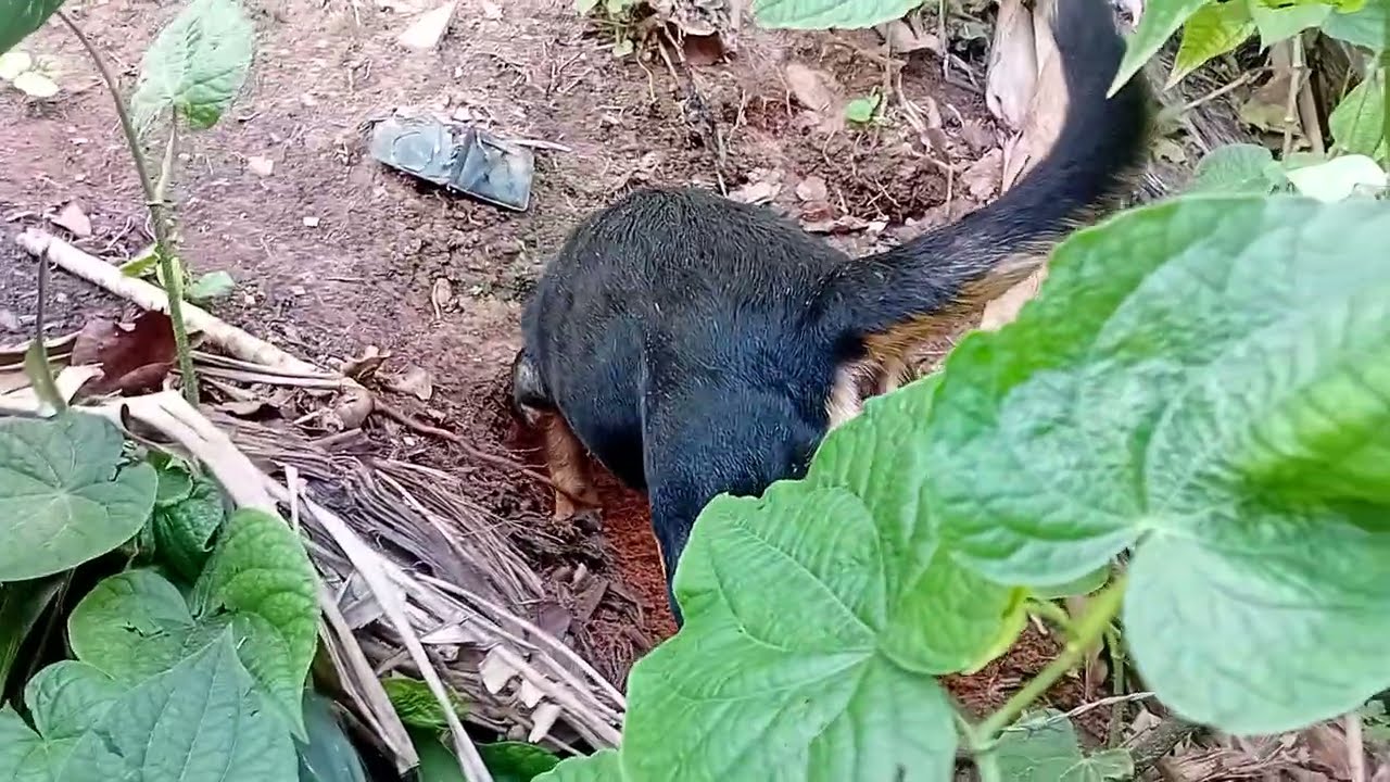 ROLF MUITO FELIZ  EM  SUA AVENTURA PERTO DE CASA.❤️🐶12 de março de 2026