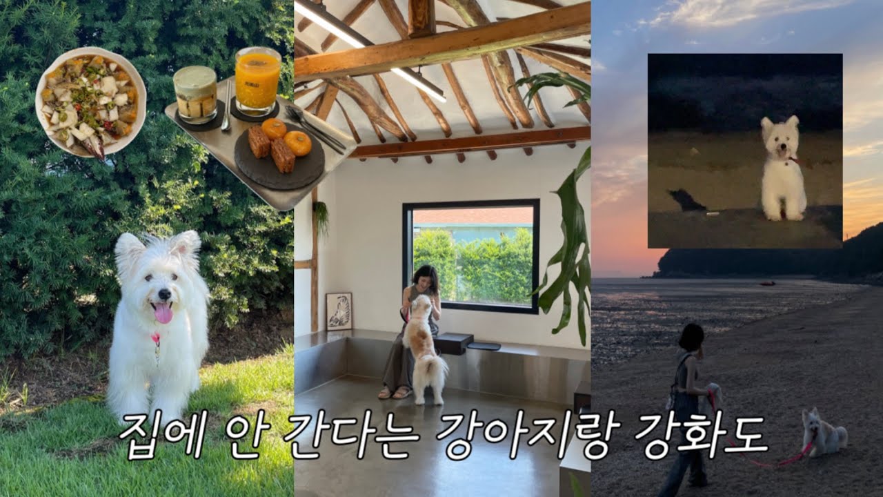 집에 안 간다는 강아지랑 주말 강화도 데이트😇 힙한 한옥 카페, 간장게장 식당, 무인 카페, 노을 맛집 해변까지 애견동반 정보 공유🌟