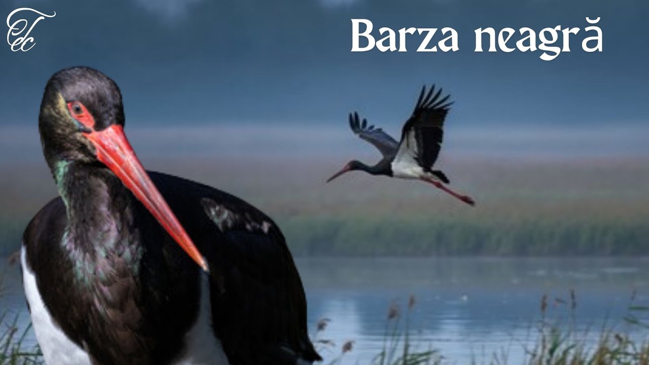 #Barza neagră - #FAUNA ROMANIEI - Ep 54