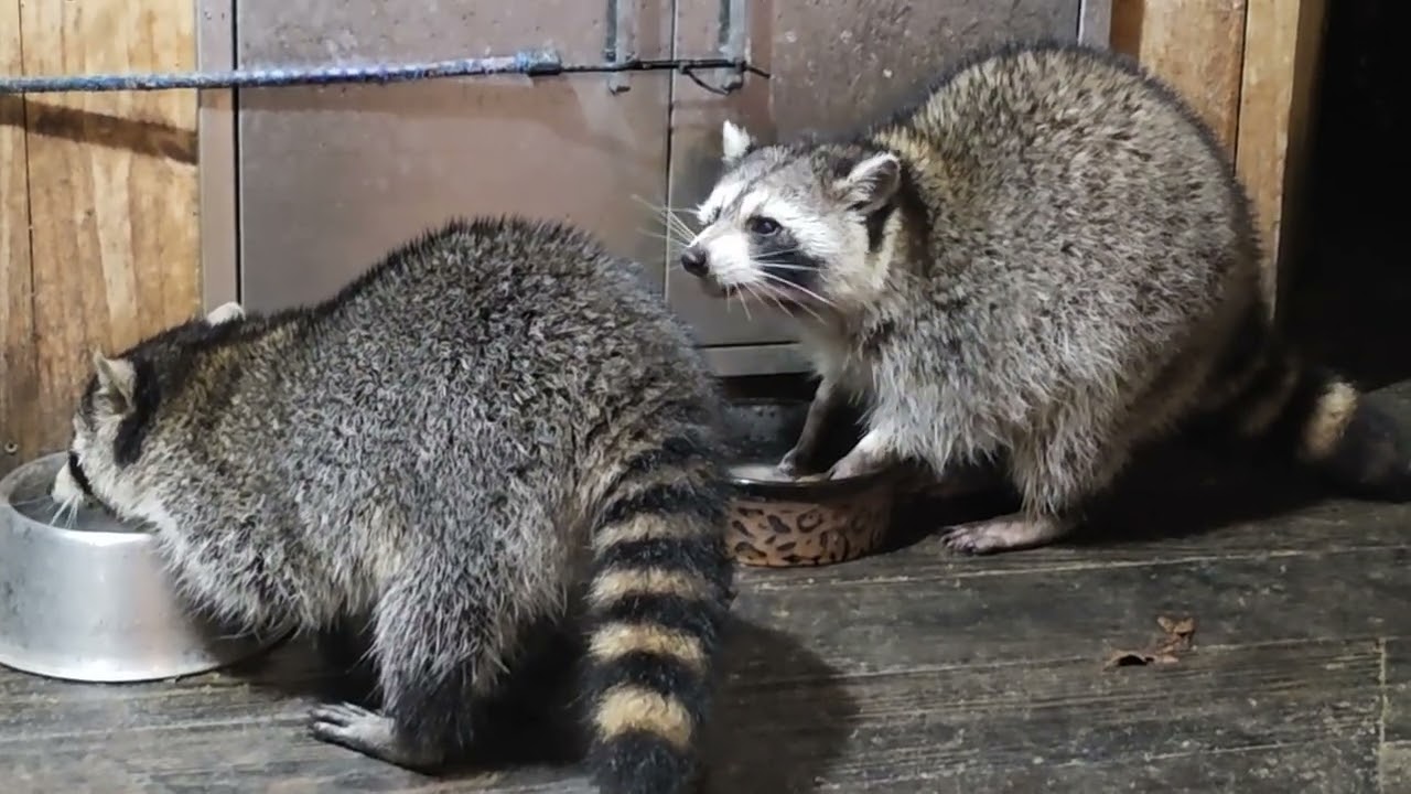 Tuesday February 3rd ASMR relax with the rainfall and sounds of the raccoons