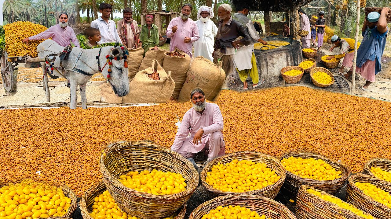 Complete Process Of Dates And Dry Dates ( Showara ) | How To Make Showara, Dry Dates | Mubarak Ali