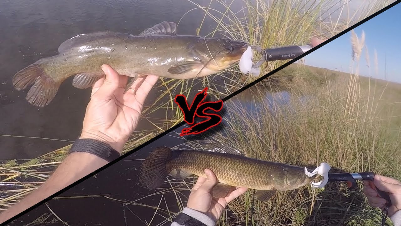 BAGRE SAPO vs TARARIRA