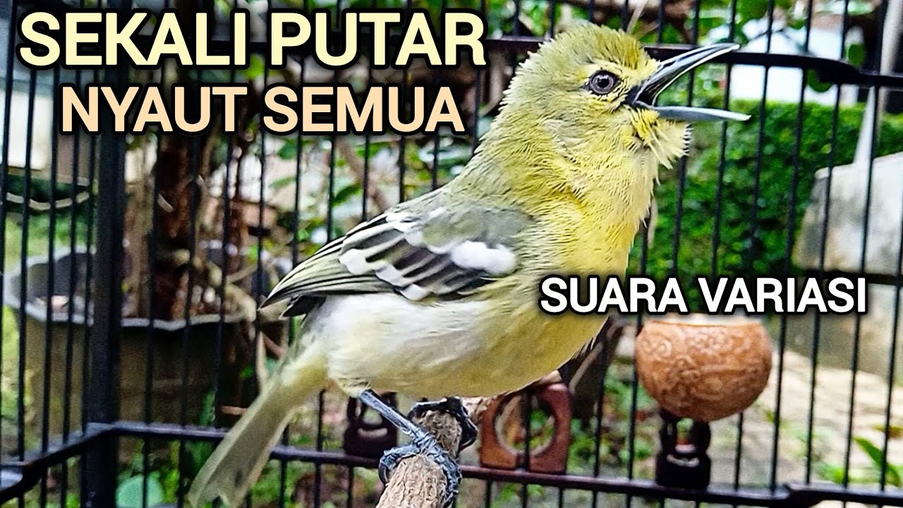 SEKALI PUTAR NYAUT SEMUA! SIRTU GACOR MENANTANG EMOSI LAWAN DENGAN SUARA SIRTU VARIASI SIRTU JANTAN