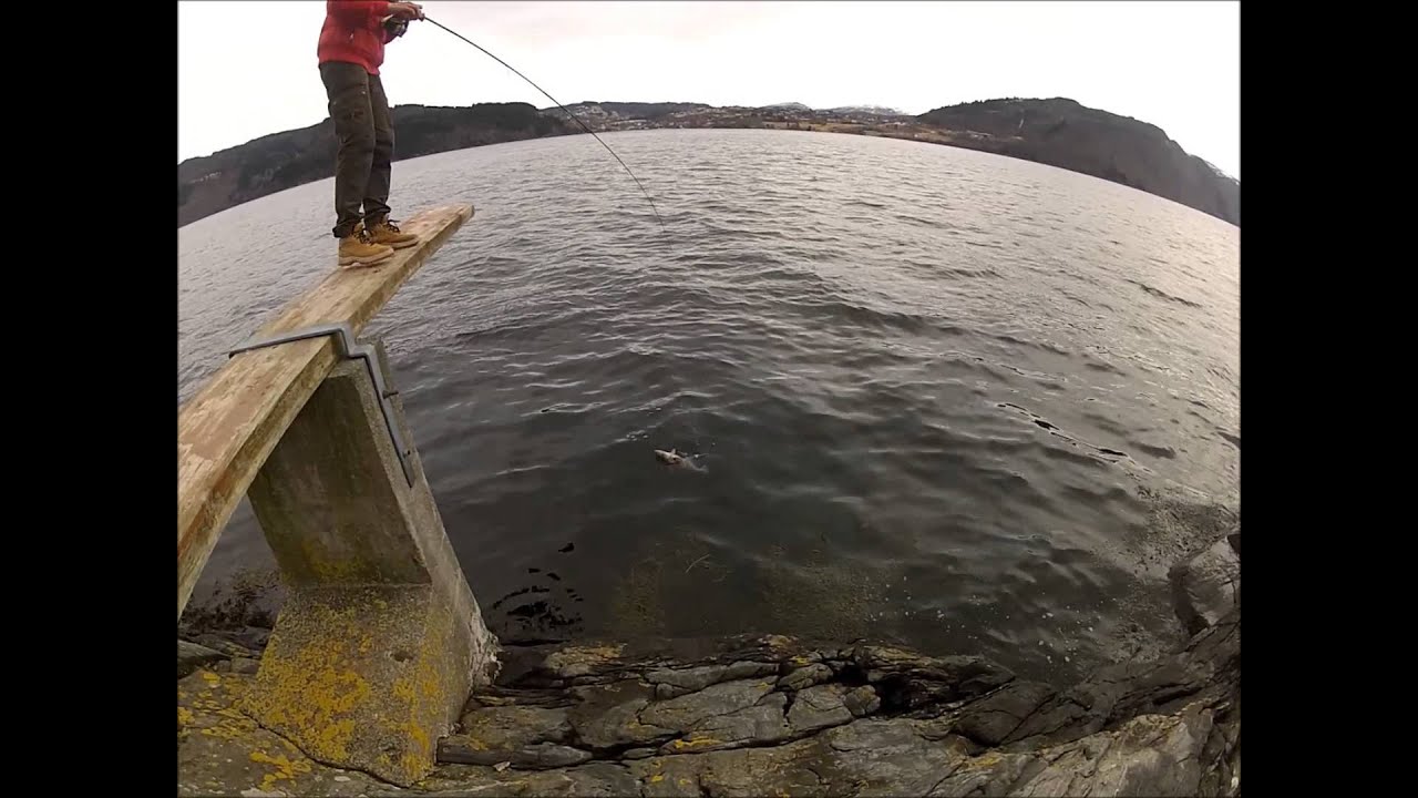 Sjøfiske i Bergen 2013